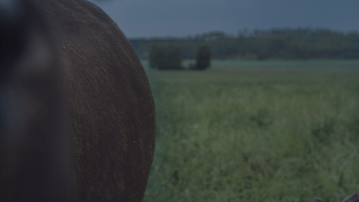 Animal at front of an landscape