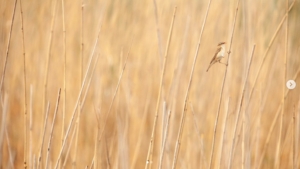 En liten fågel i vassen.