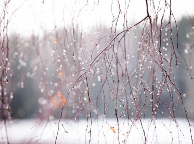 Koivun märät talvihelmat.

Winters is dripping wet.
Notes about trees.

#canon5dii 
#outdoors
#snow 
#birchtree
#koivu