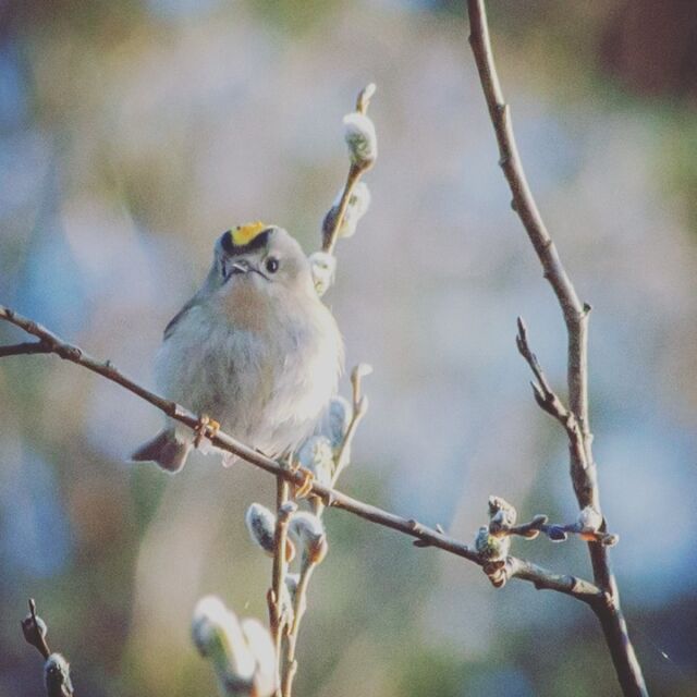 Peace on the First of May. 

#Mayday 
#Goldcrest #birdphotography 
#sadface of #happybird 
#treephotography 

Rauhaa Vappuusi!

#hippiäinen #lintuharrastus 
Iloinen vaikka #surunaama